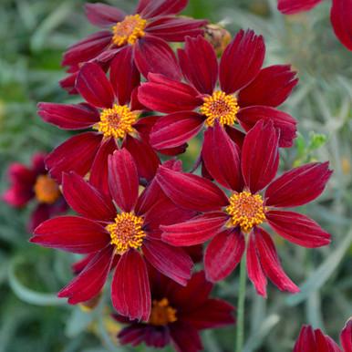 Coreopsis X 'permathread Red Satin' - View 30 from www redcrocus com