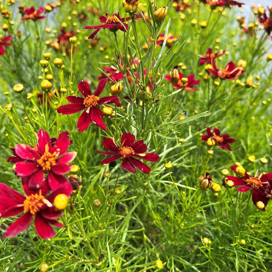 Coreopsis X 'permathread Red Satin' - View 4 from www redcrocus com