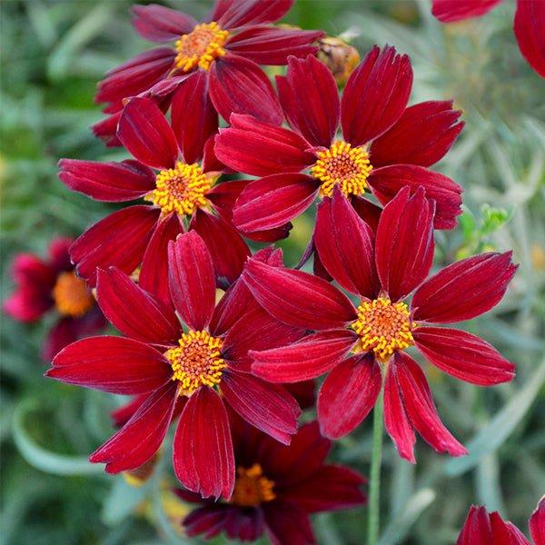 Coreopsis X 'permathread Red Satin' - View 5 from www redcrocus com