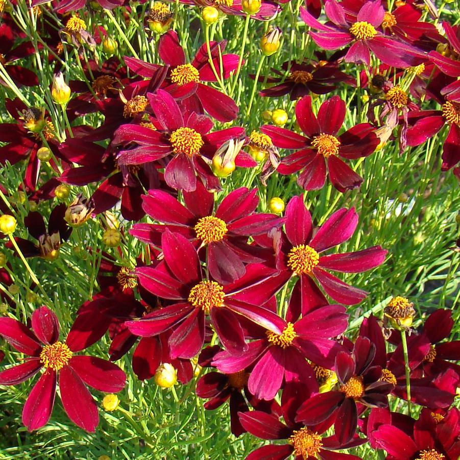 Coreopsis X 'permathread Red Satin' - View 6 from www redcrocus com