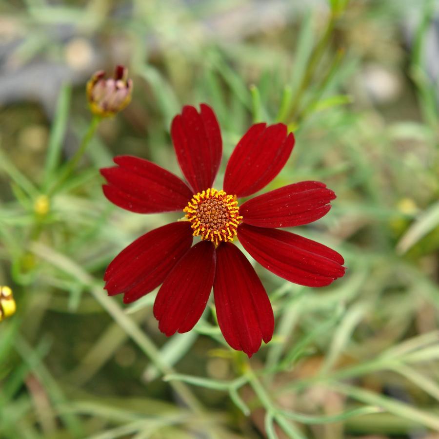 Coreopsis X 'permathread Red Satin' - View 7 from www redcrocus com