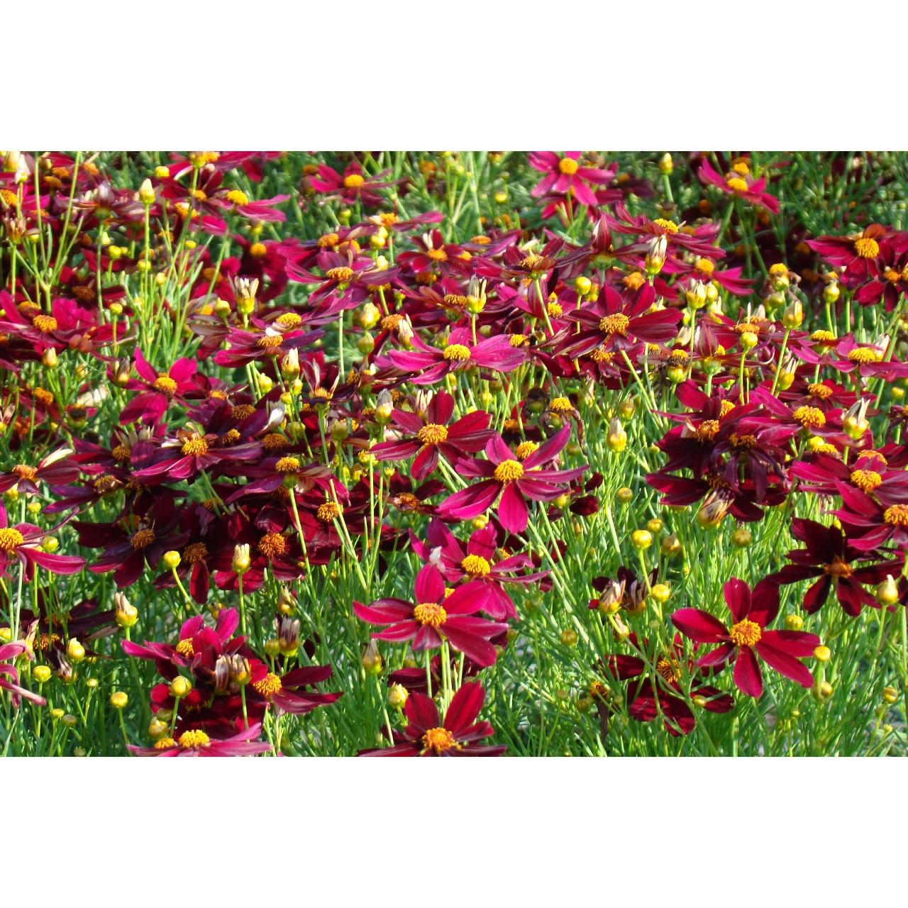 Coreopsis X 'permathread Red Satin' - View 8 from www redcrocus com