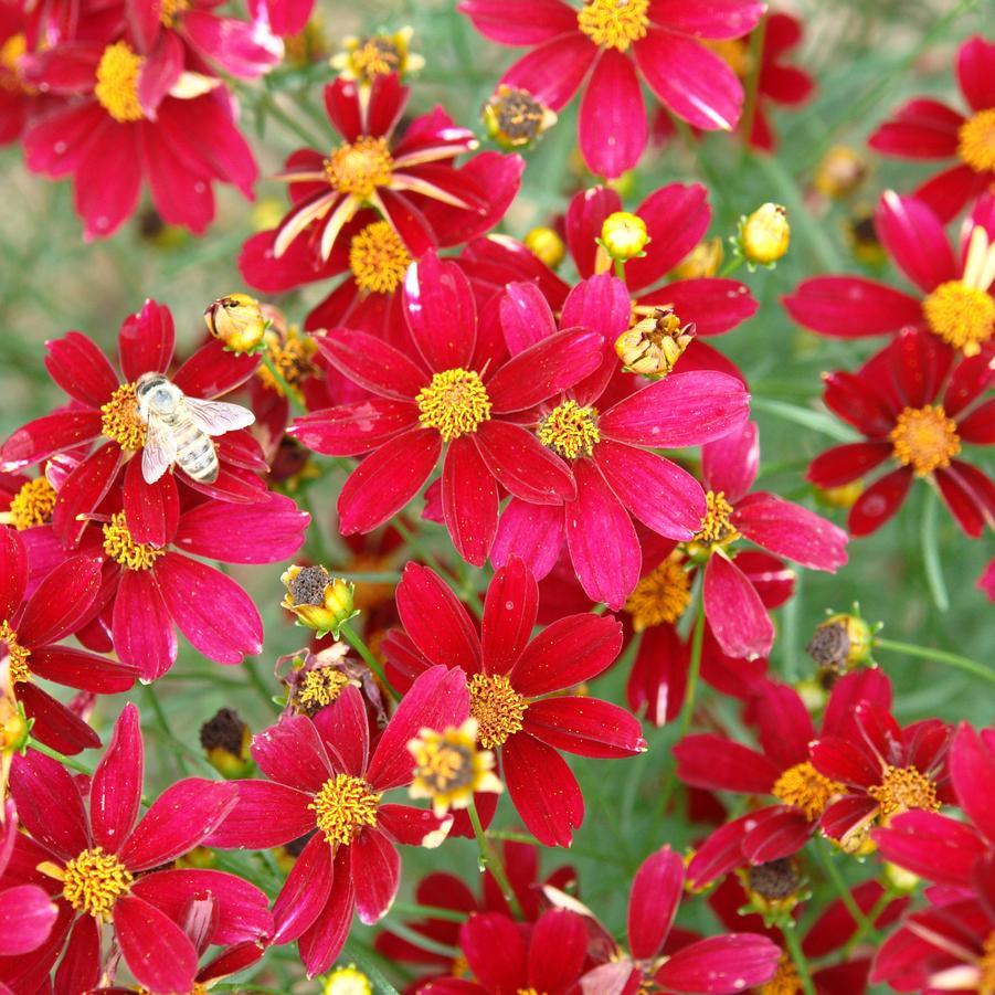 Coreopsis X 'permathread Red Satin' - View 9 from www redcrocus com