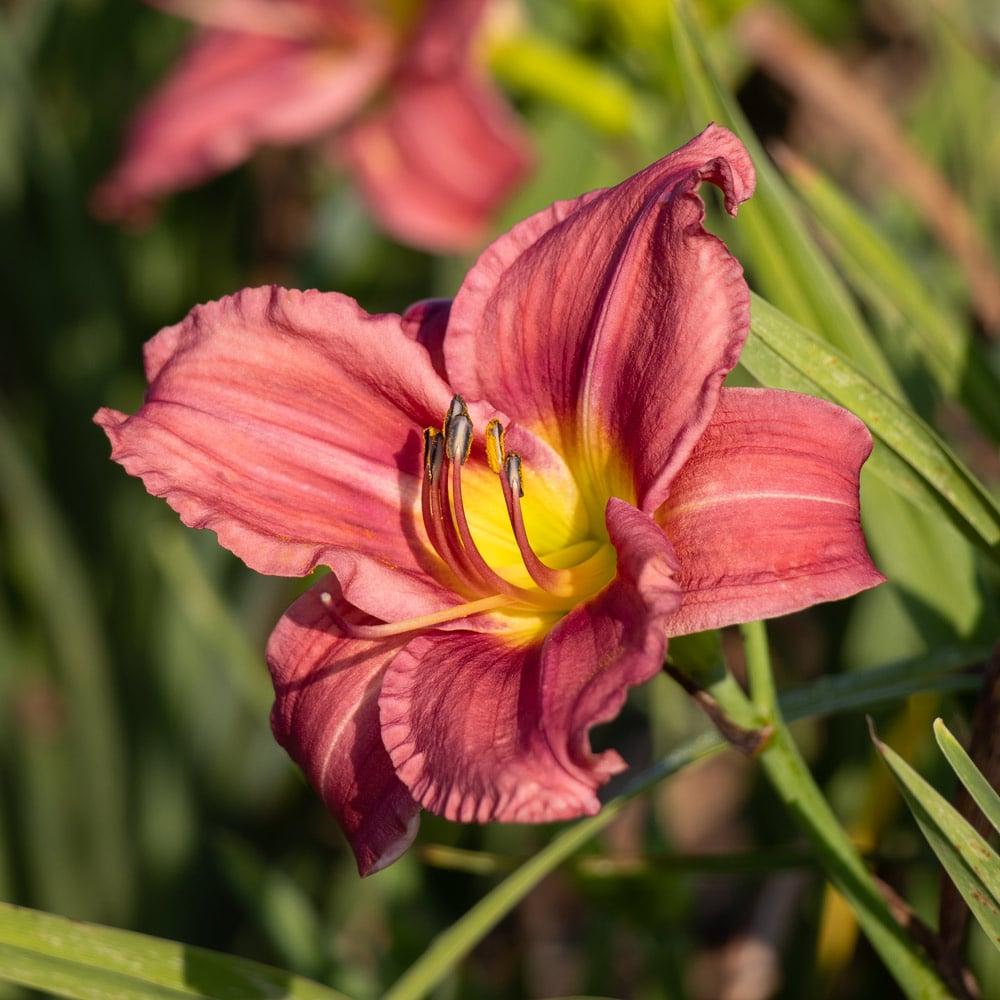 Hemerocallis X 'rosy Returns' - View 10 from www redcrocus com