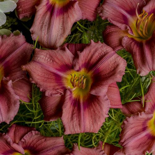 Hemerocallis X 'rosy Returns' - View 11 from www redcrocus com