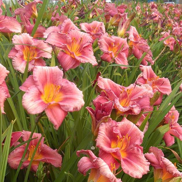 Hemerocallis X 'rosy Returns' - View 13 from www redcrocus com