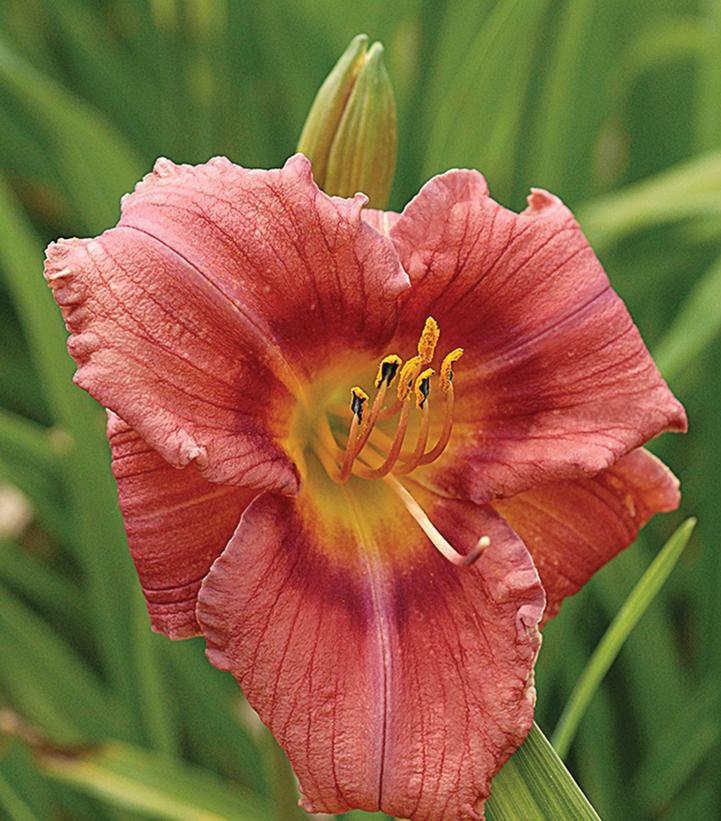 Hemerocallis X 'rosy Returns' - View 14 from www redcrocus com
