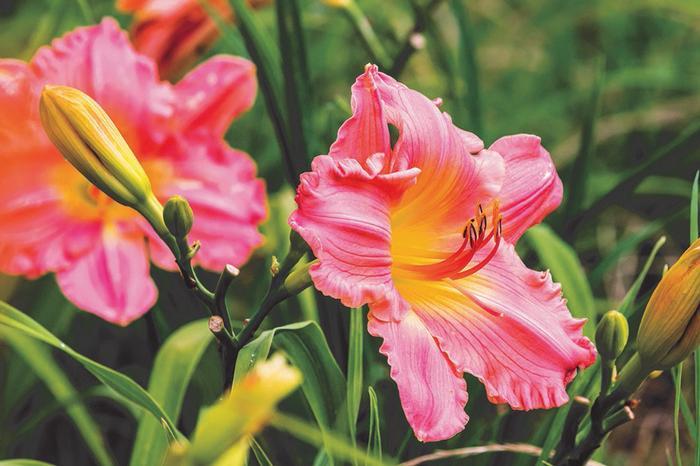 Hemerocallis X 'rosy Returns' - View 15 from www redcrocus com