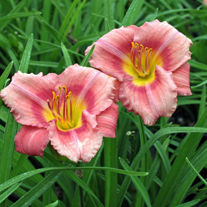 Hemerocallis X 'rosy Returns' - View 16 from www redcrocus com