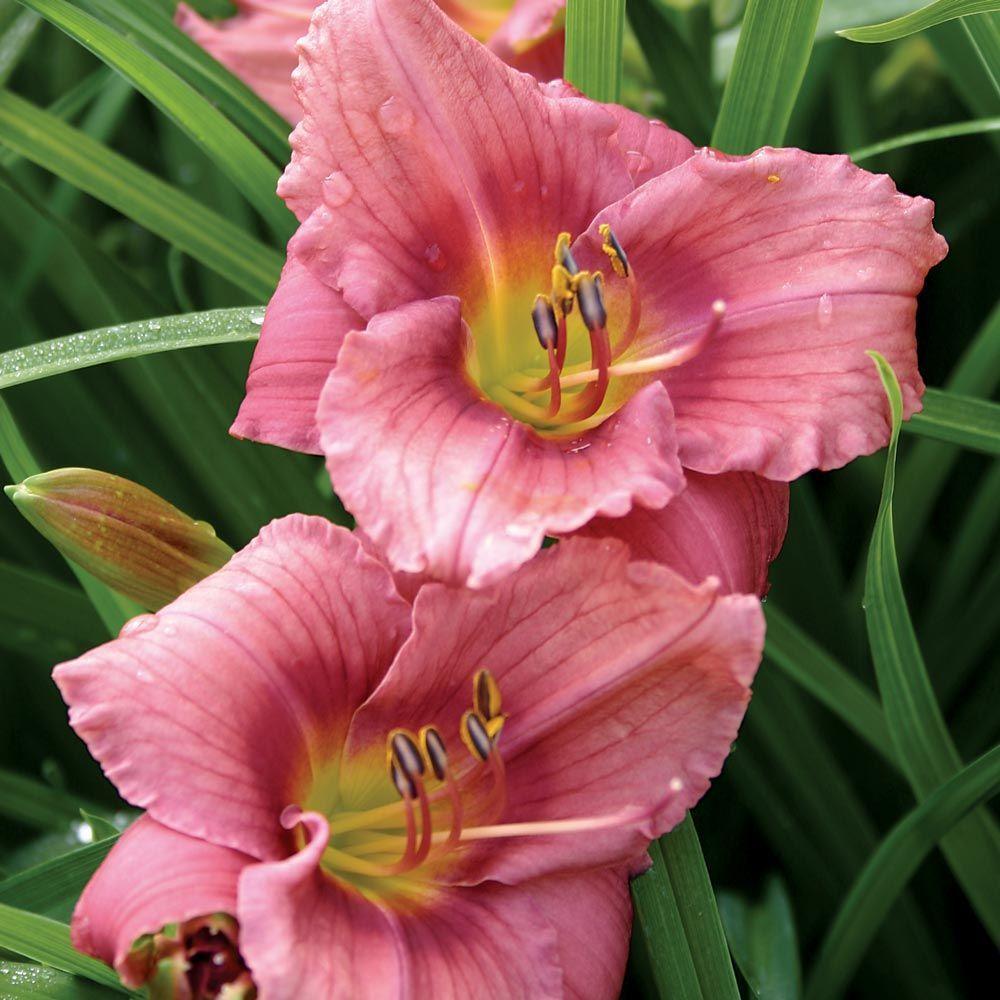 Hemerocallis X 'rosy Returns' - View 18 from www redcrocus com