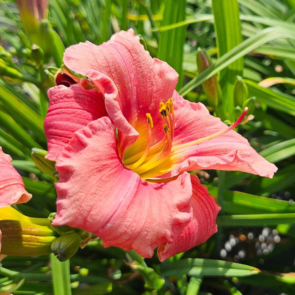 Hemerocallis X 'rosy Returns' - View 19 from www redcrocus com