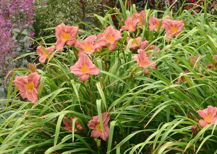 Hemerocallis X 'rosy Returns' - View 1 from www redcrocus com