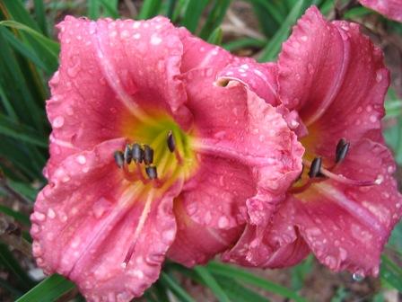 Hemerocallis X 'rosy Returns' - View 21 from www redcrocus com