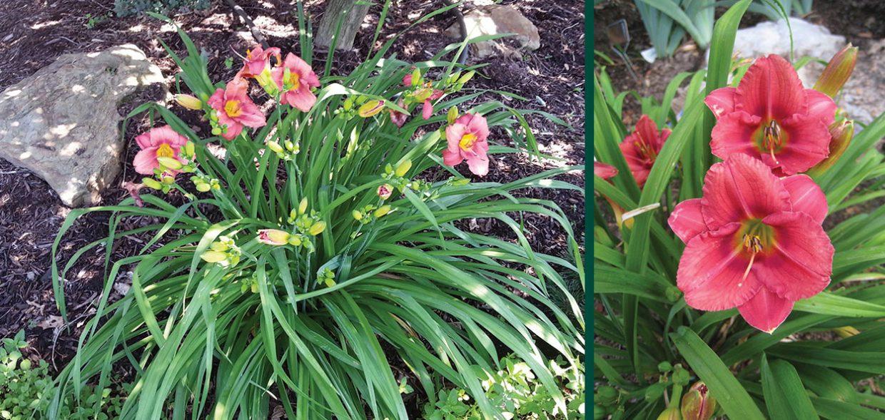Hemerocallis X 'rosy Returns' - View 22 from www redcrocus com