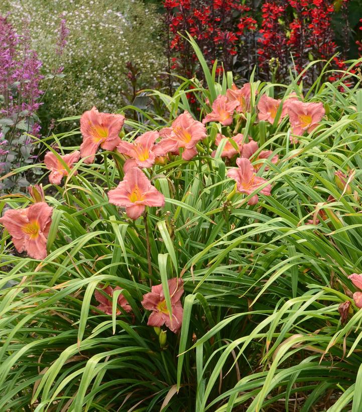 Hemerocallis X 'rosy Returns' - View 25 from www redcrocus com