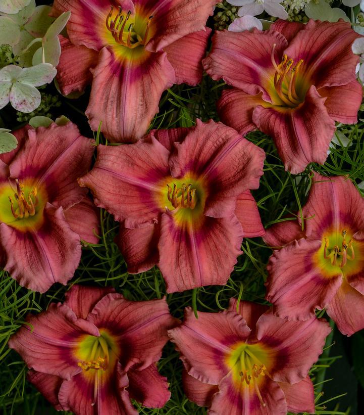 Hemerocallis X 'rosy Returns' - View 28 from www redcrocus com