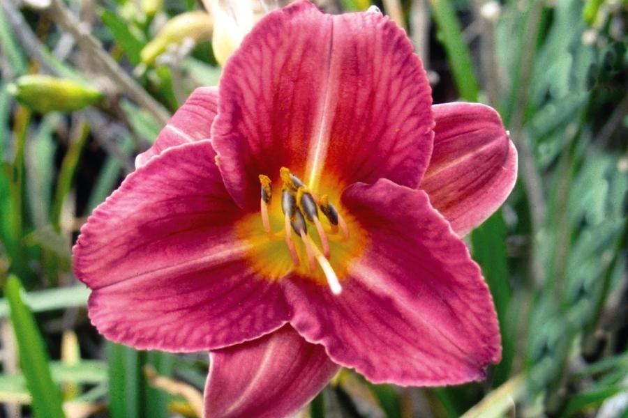 Hemerocallis X 'rosy Returns' - View 30 from www redcrocus com