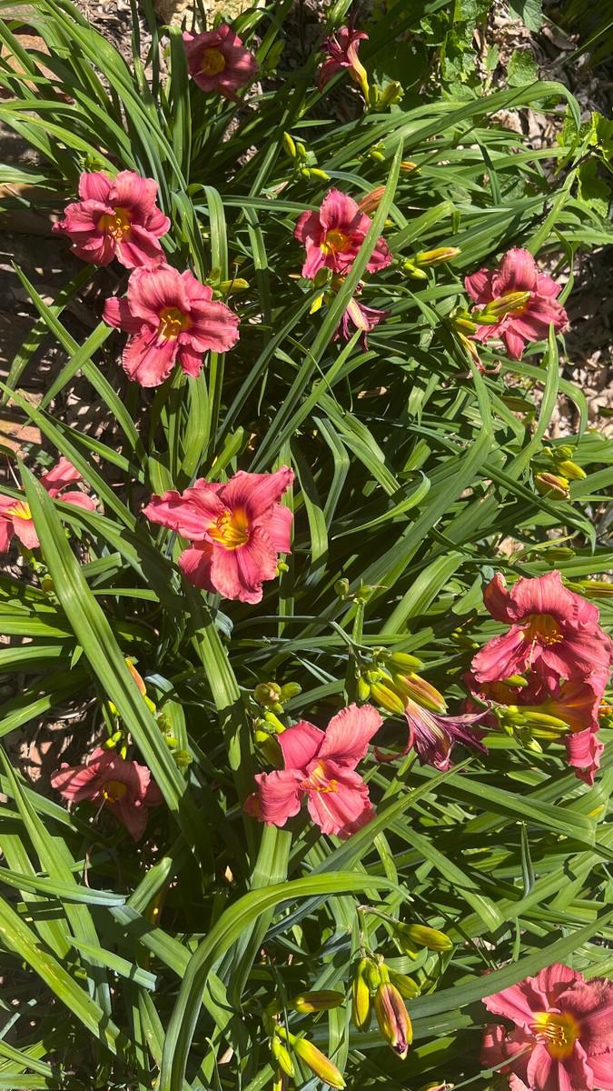 Hemerocallis X 'rosy Returns' - View 31 from www redcrocus com