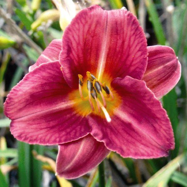Hemerocallis X 'rosy Returns' - View 32 from www redcrocus com