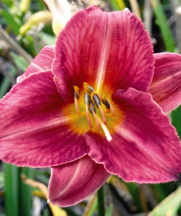 Hemerocallis X 'rosy Returns' - View 33 from www redcrocus com
