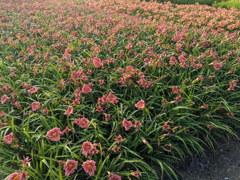 Hemerocallis X 'rosy Returns' - View 4 from www redcrocus com
