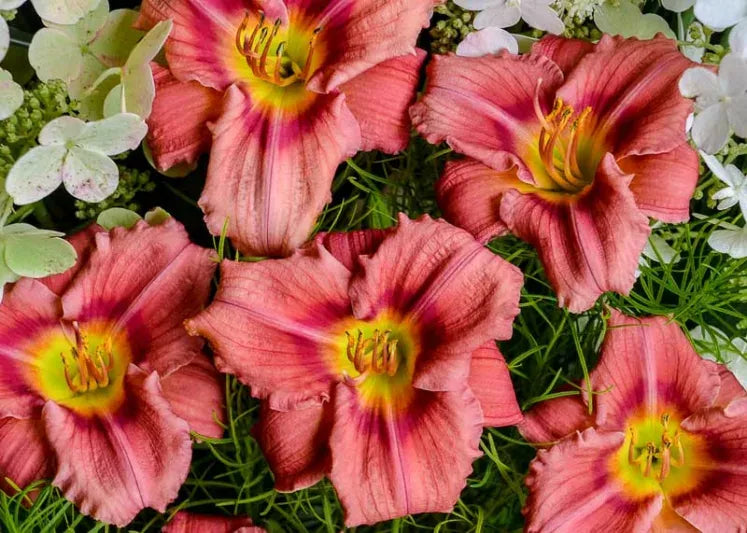 Hemerocallis X 'rosy Returns' - View 8 from www redcrocus com