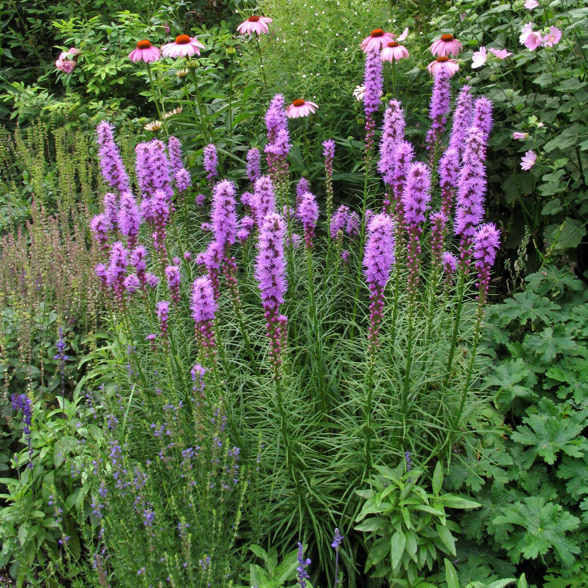 Liatris Spicata 'kobold' - View 10 from www redcrocus com