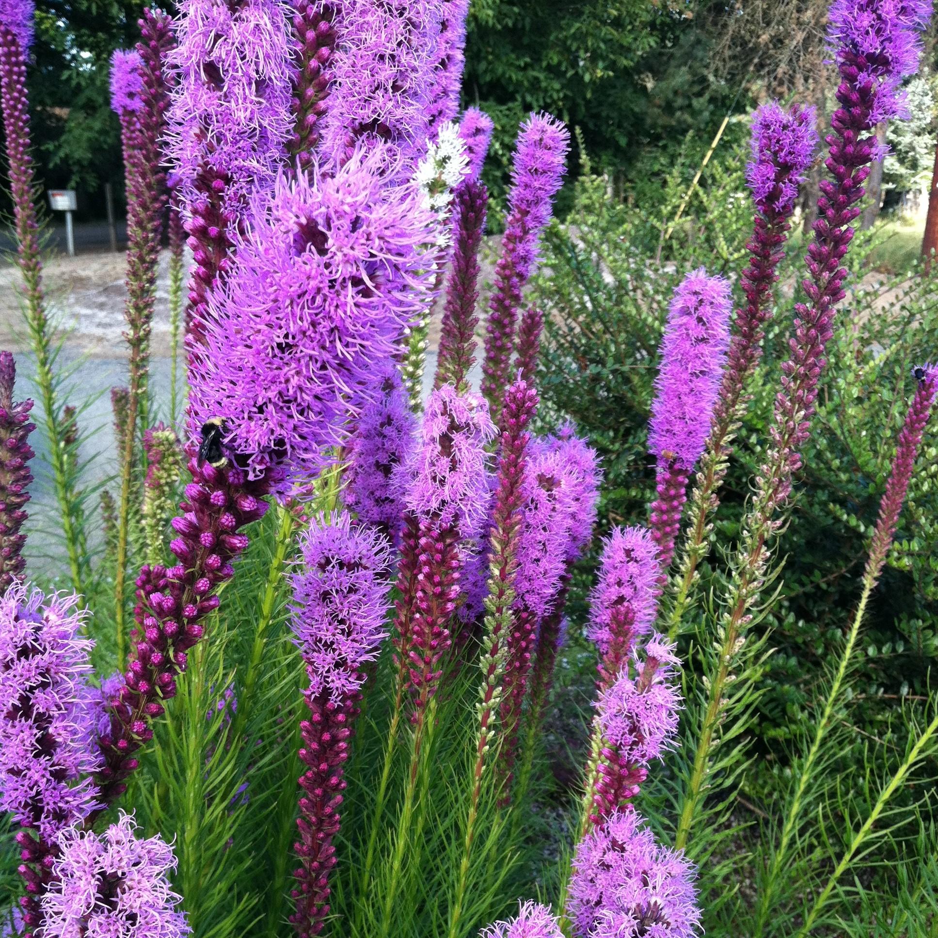 Liatris Spicata 'kobold' - View 11 from www redcrocus com