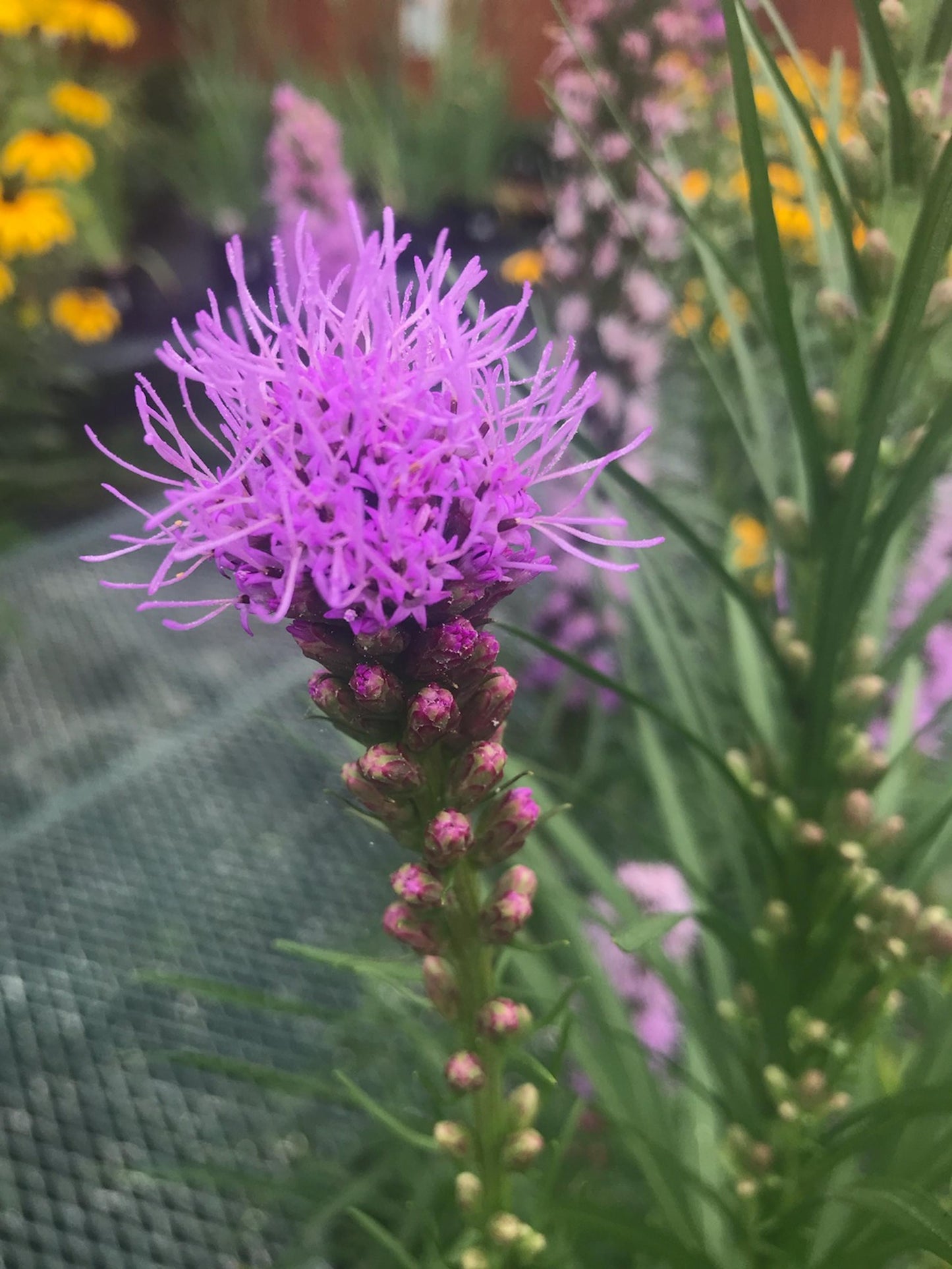 Liatris Spicata 'kobold' - View 13 from www redcrocus com