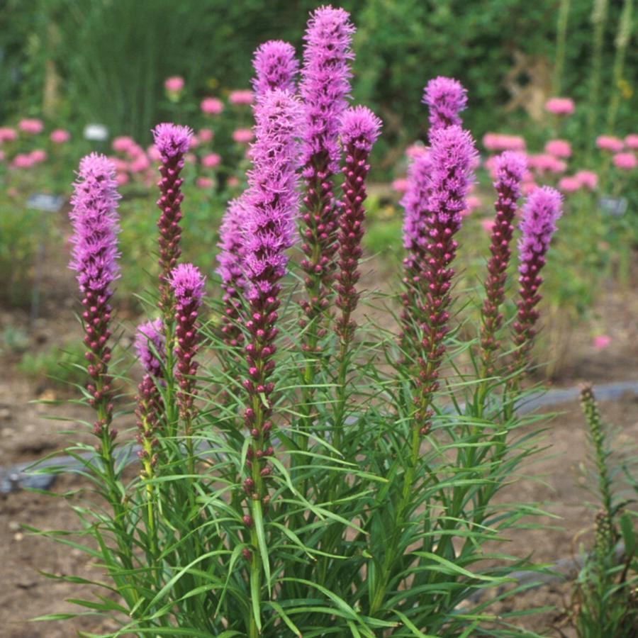 Liatris Spicata 'kobold' - View 14 from www redcrocus com