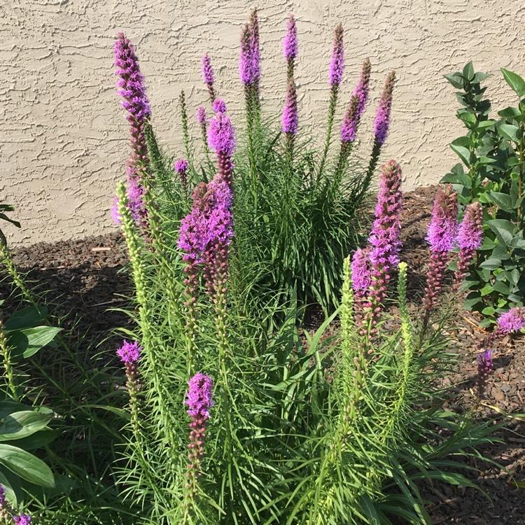 Liatris Spicata 'kobold' - View 15 from www redcrocus com