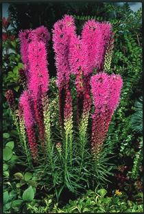 Liatris Spicata 'kobold' - View 16 from www redcrocus com