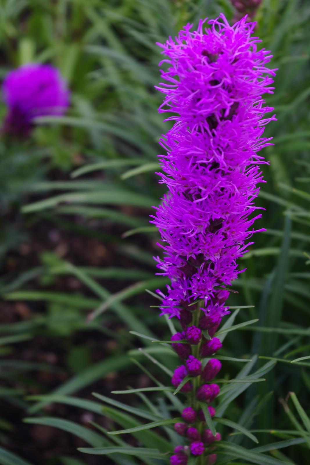 Liatris Spicata 'kobold' - View 17 from www redcrocus com