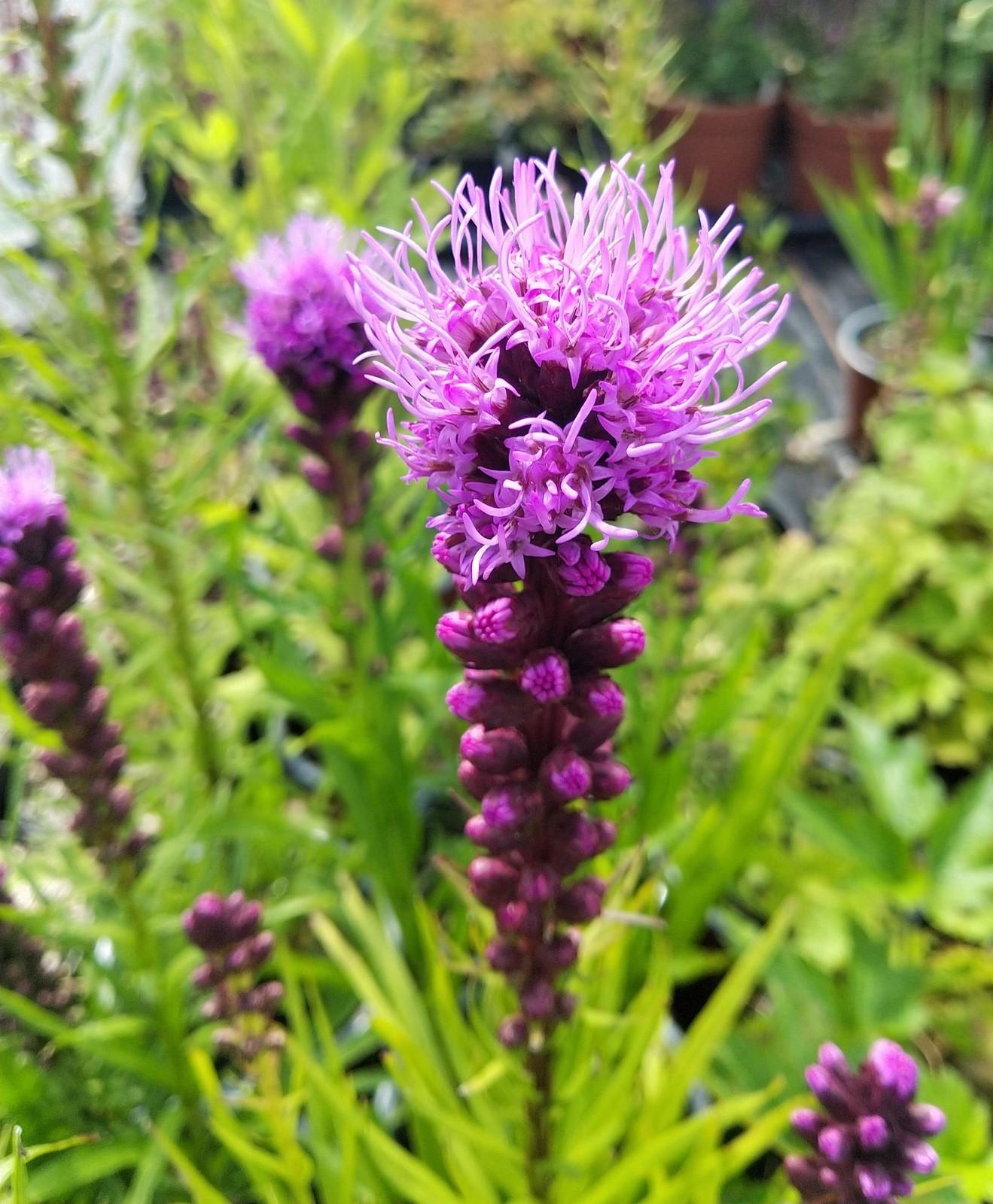 Liatris Spicata 'kobold' - View 18 from www redcrocus com