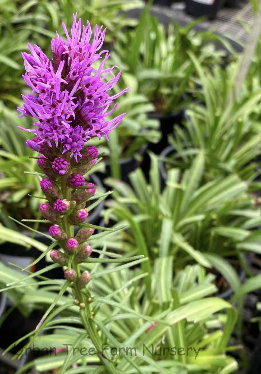 Liatris Spicata 'kobold' - View 19 from www redcrocus com