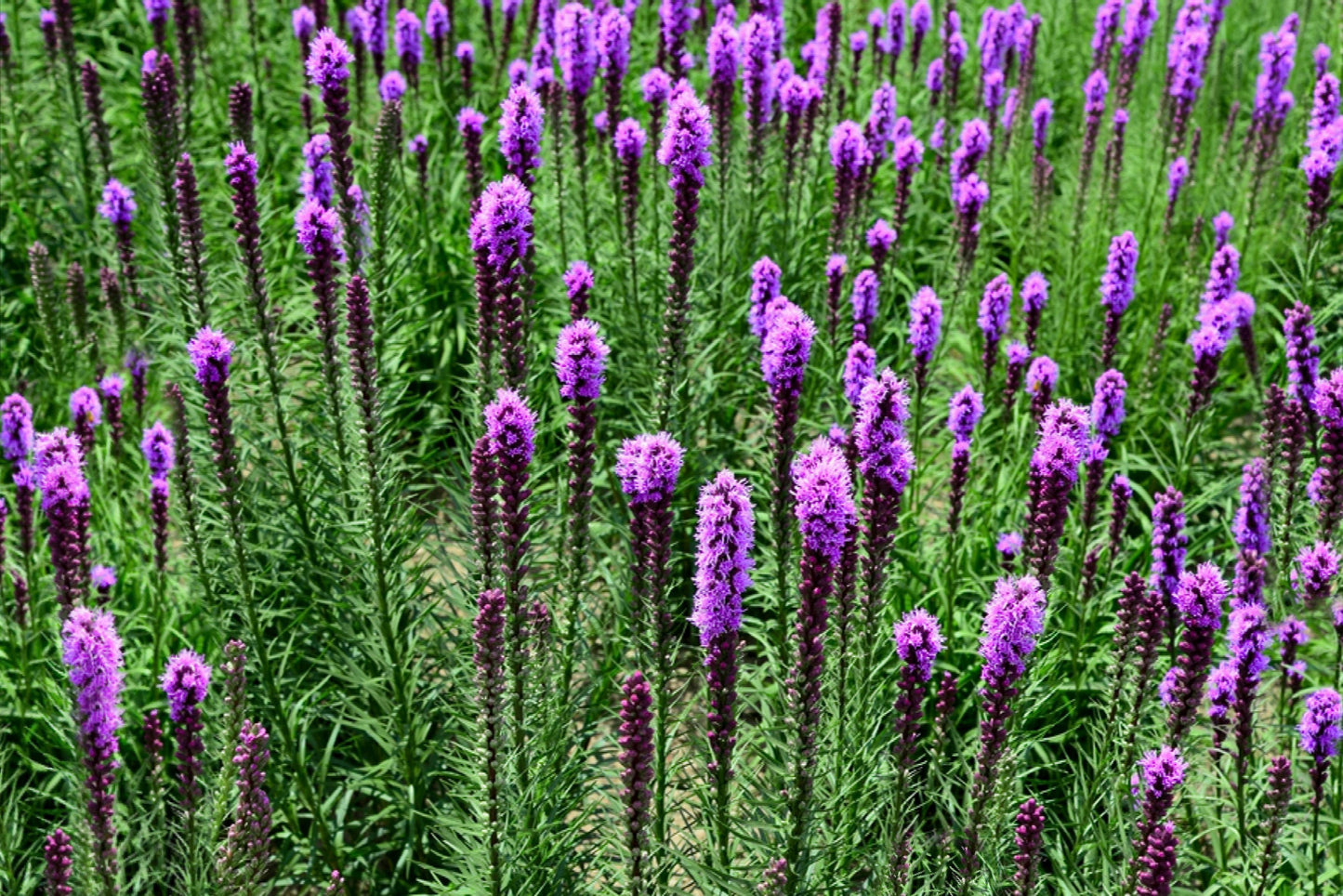 Liatris Spicata 'kobold' - View 1 from www redcrocus com