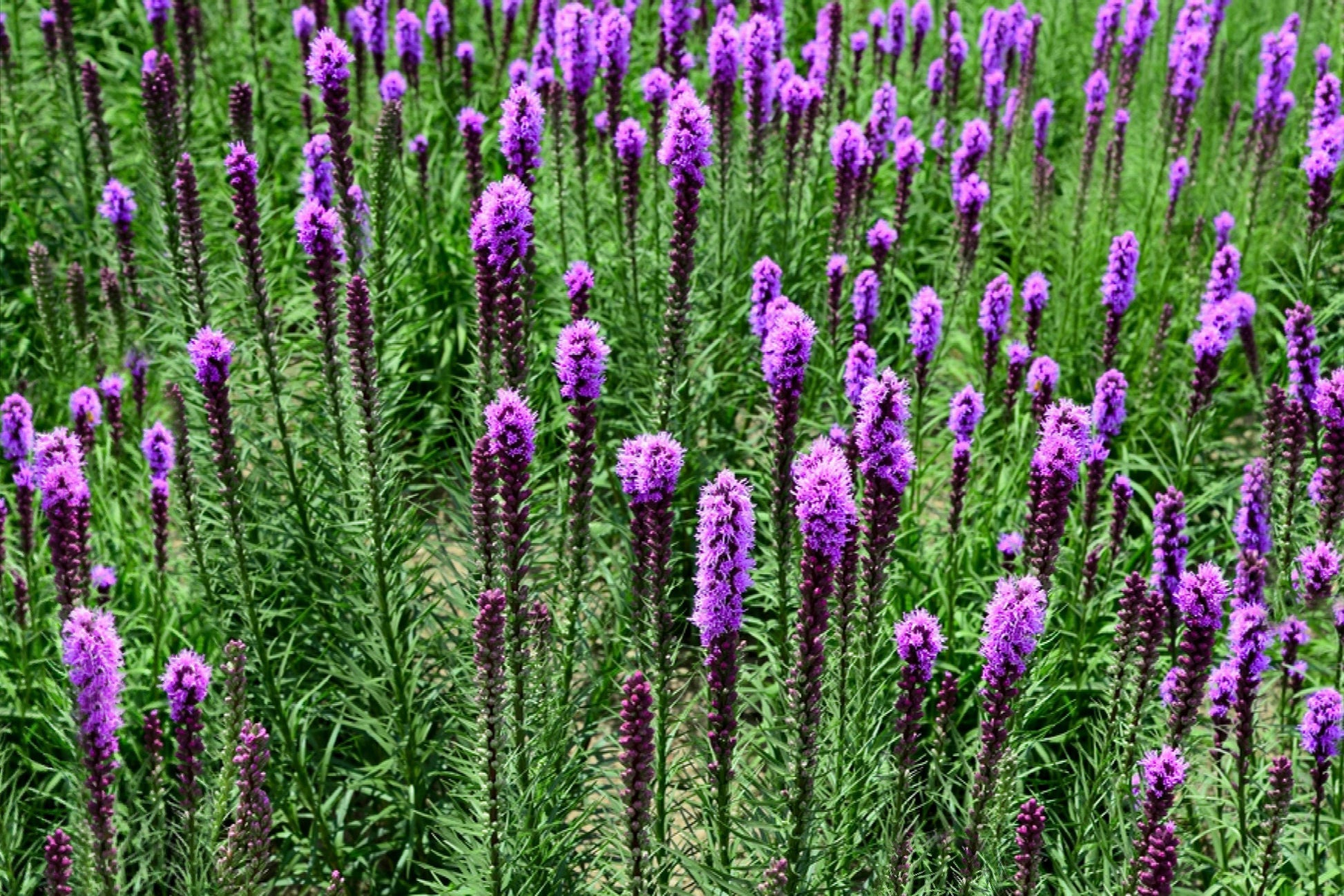Liatris Spicata 'kobold' - View 1 from www redcrocus com