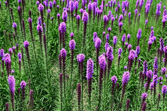 Liatris Spicata 'kobold' - View 1 from www redcrocus com