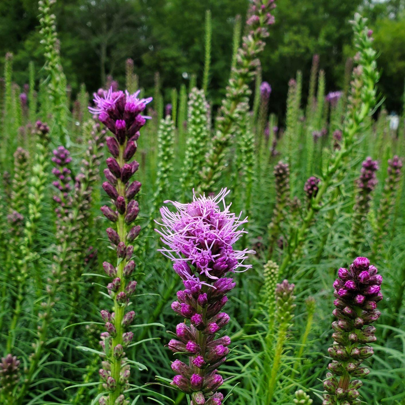 Liatris Spicata 'kobold' - View 20 from www redcrocus com