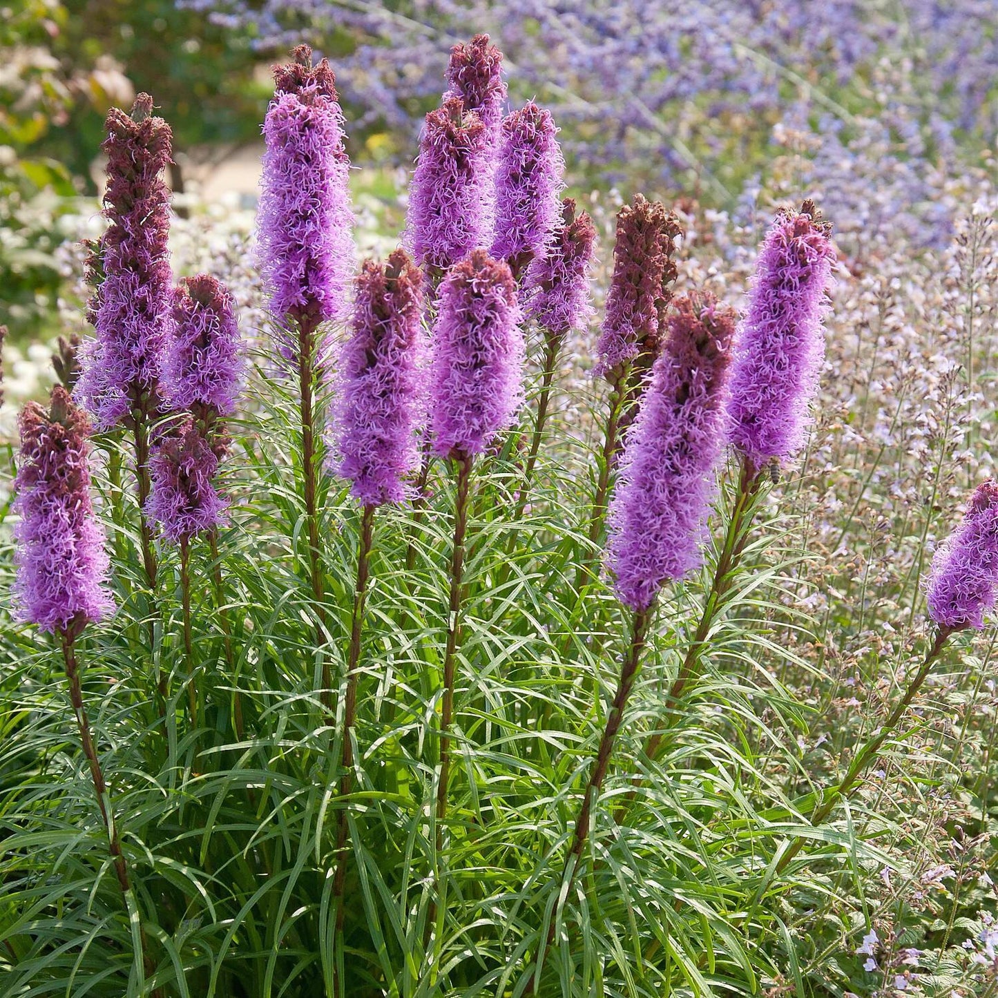 Liatris Spicata 'kobold' - View 3 from www redcrocus com