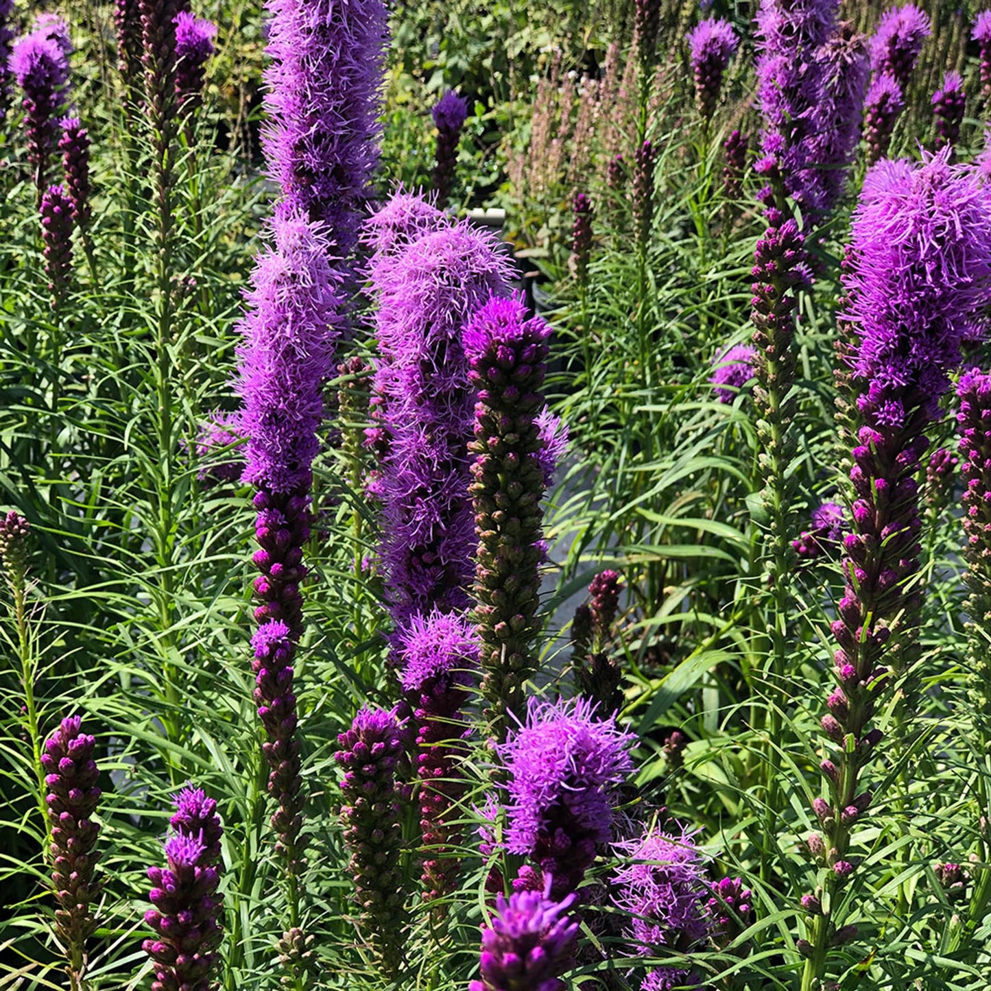 Liatris Spicata 'kobold' - View 5 from www redcrocus com
