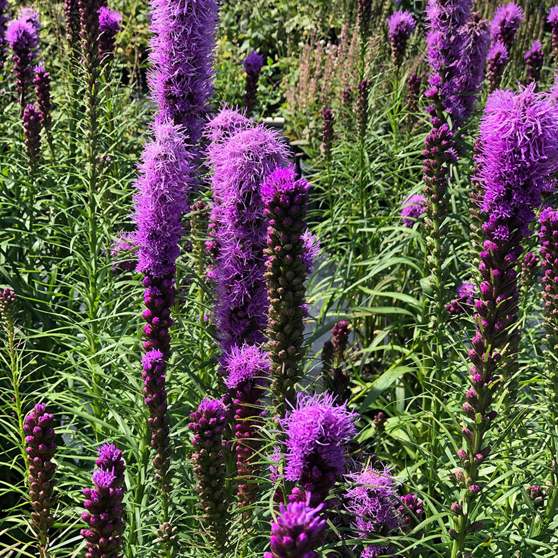 Liatris Spicata 'kobold' - View 5 from www redcrocus com