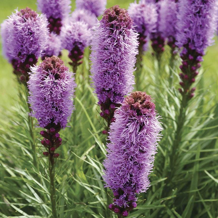 Liatris Spicata 'kobold' - View 7 from www redcrocus com