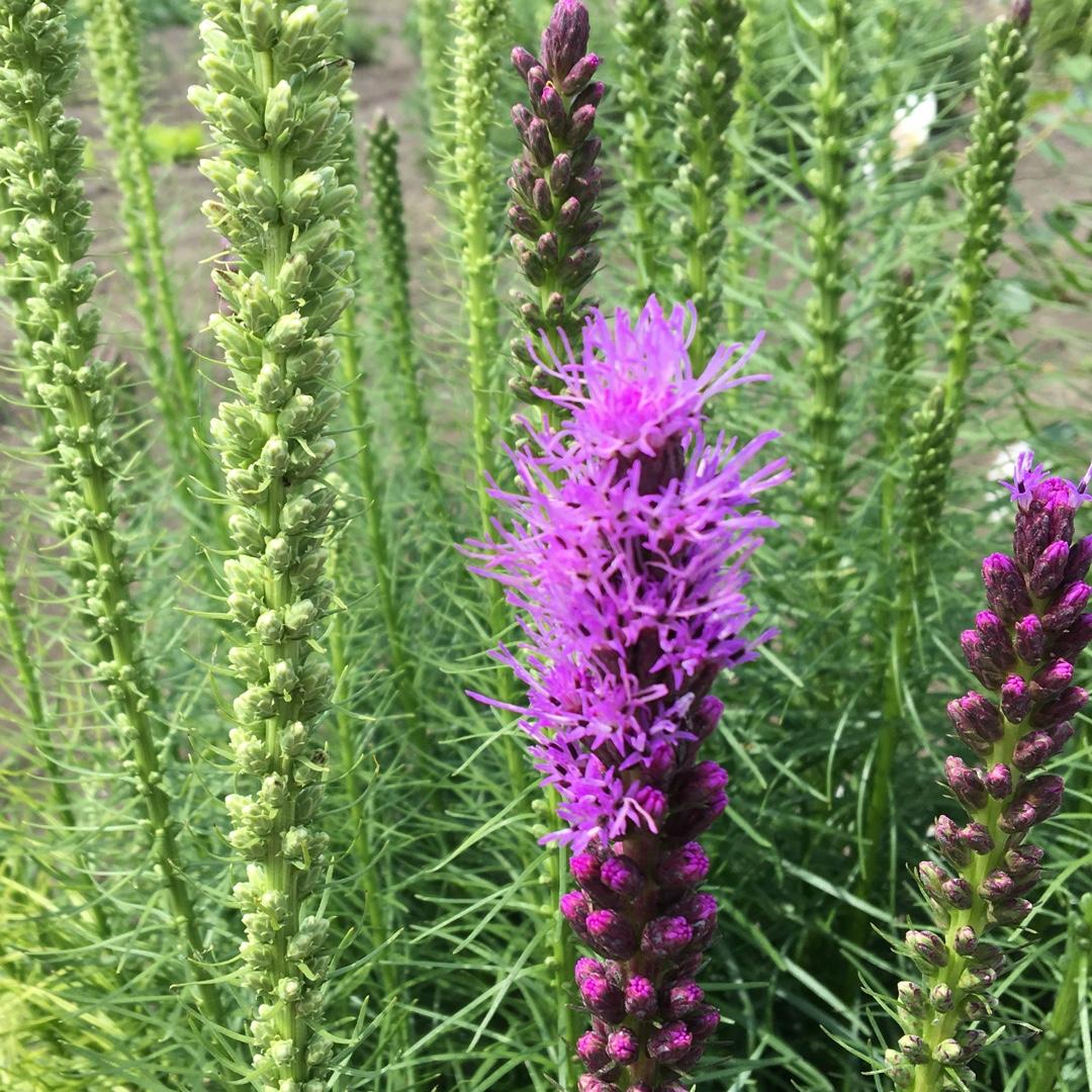 Liatris Spicata 'kobold' - View 9 from www redcrocus com