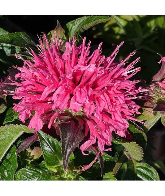 Monarda X Sugar Buzz Bubblegum Blast - View 1 from www redcrocus com
