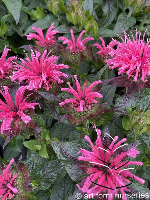 Monarda X Sugar Buzz Bubblegum Blast - View 5 from www redcrocus com