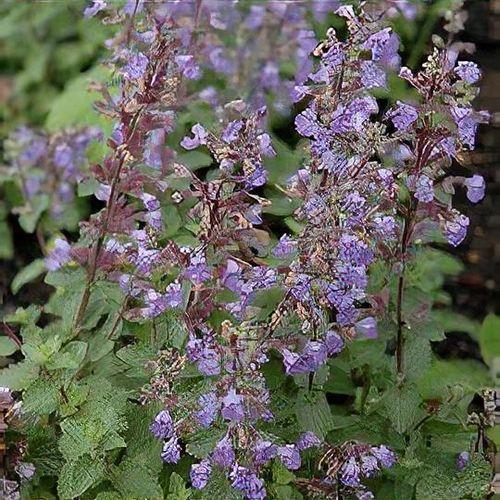 Nepeta X Faassenii Purrsian Blue - View 10 from www redcrocus com