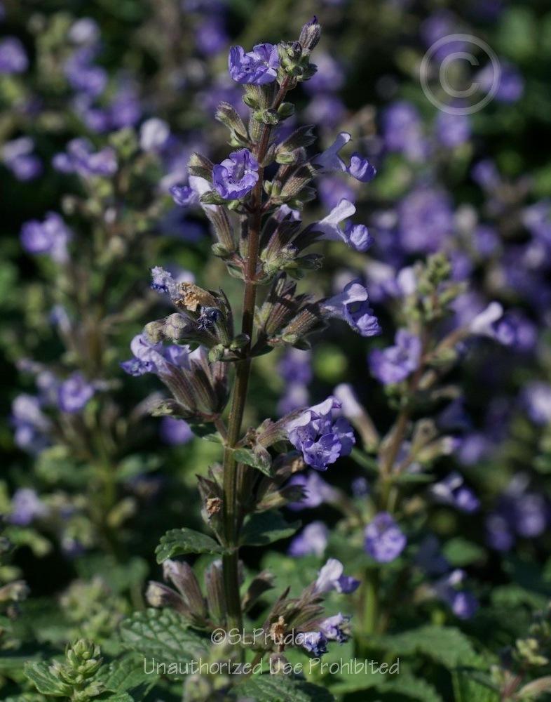 Nepeta X Faassenii Purrsian Blue - View 14 from www redcrocus com