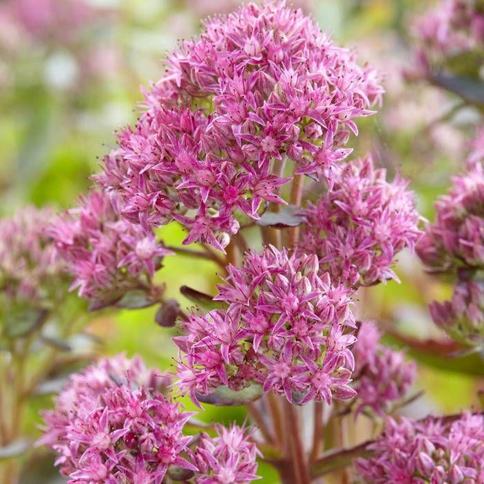 Sedum Telephium Munstead Dark Red - View 11 from www redcrocus com