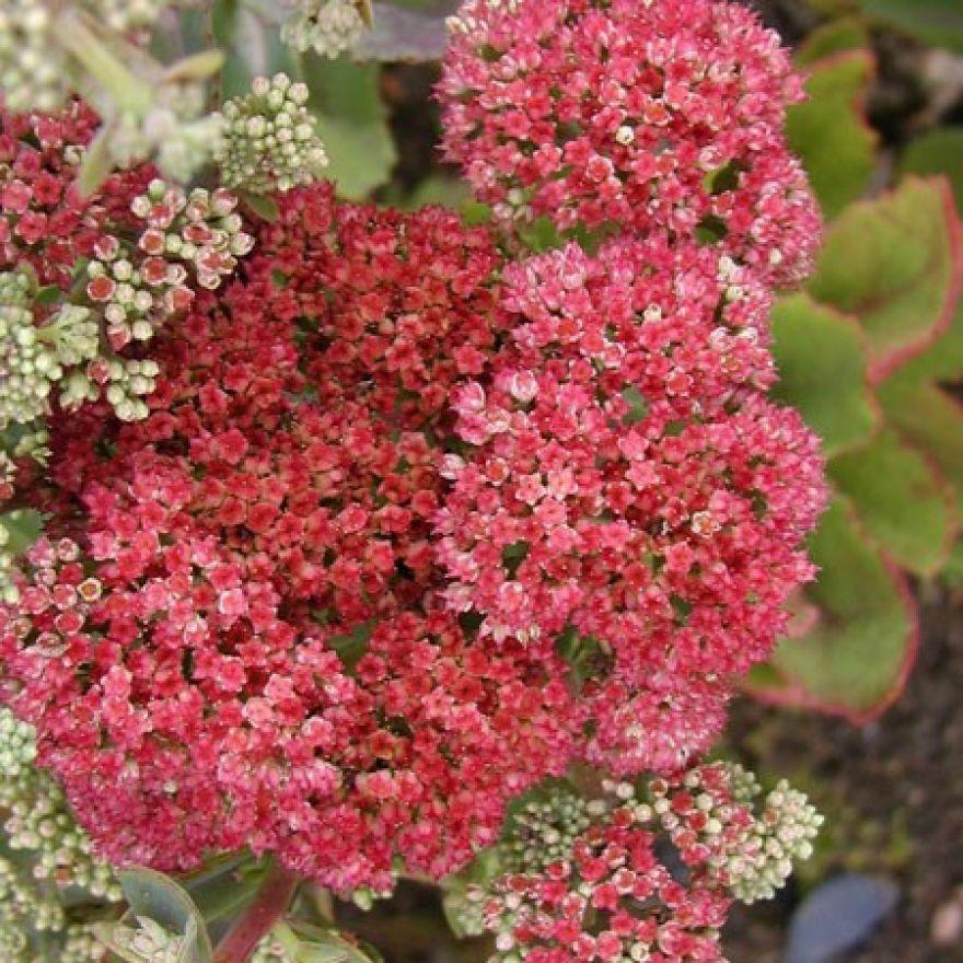 Sedum Telephium Munstead Dark Red - View 13 from www redcrocus com